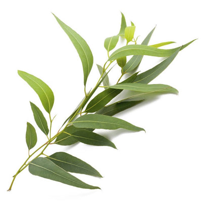 Eucalyptus Radiata Essential Oil