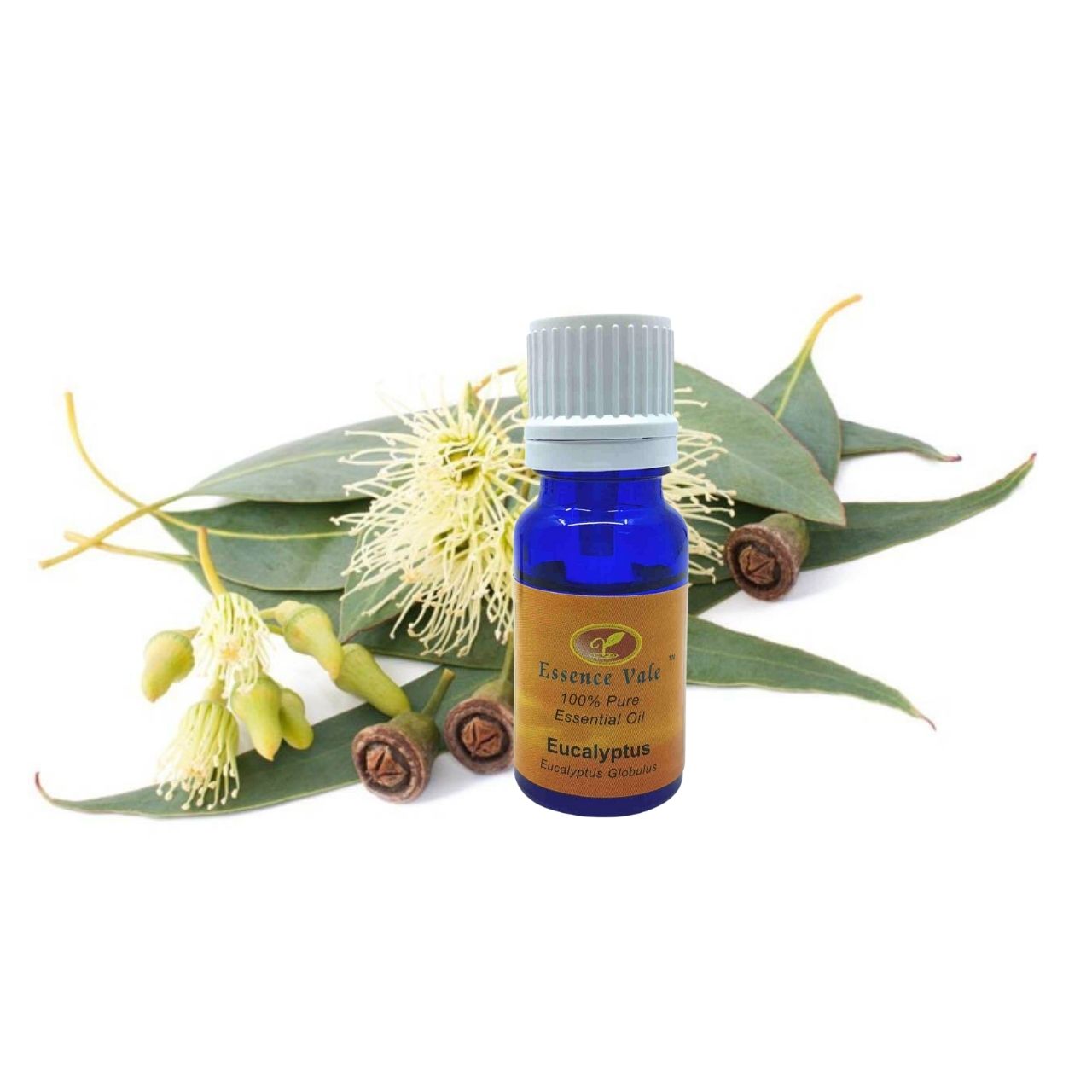 Eucalyptus Globulus Essential Oil